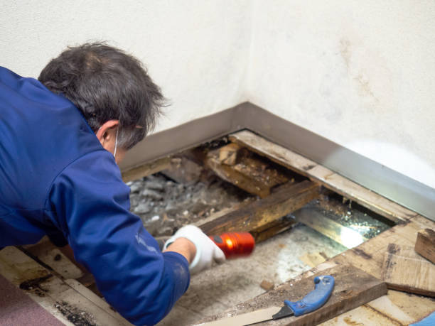 Best Residential Mold Remediation in Marshall, MO