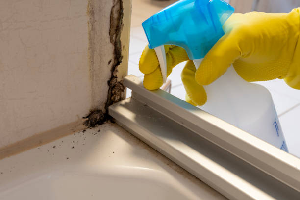 Best Insurance-Related Mold Remediation in Marshall, MO